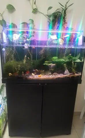 JUWEL 80x35x30 cm Glass Aquarium with Cabinet, Planted Tank Setup