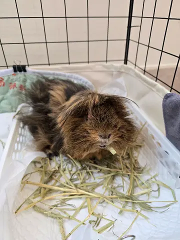 Guinea pig for adoption