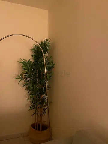 Decorative Plant
