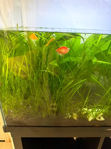 Multiple medium sized fish