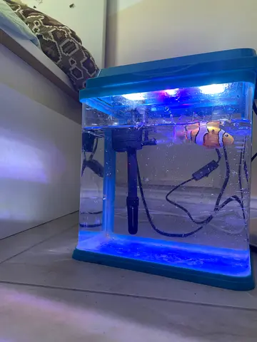Small aquarium with free gravel