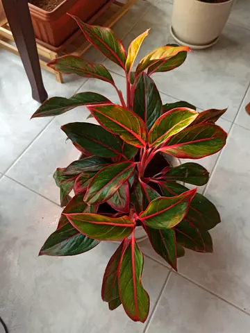 Healthy red-stemmed Aglaonema houseplant (good condition)
