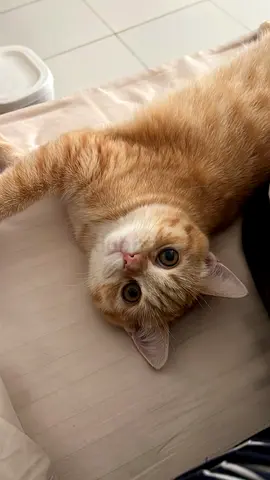Female pet for adoption