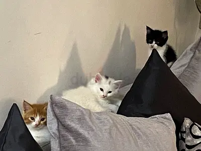 Kittens  for adoption