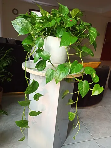 Large Healthy Pothos (Epipremnum) in Elegant White Pot.