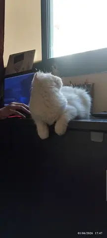Petsitter needed for two months