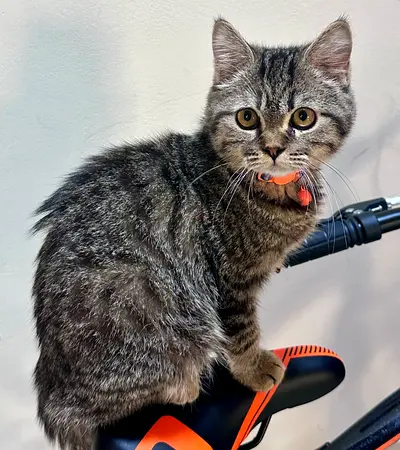 FREE Adoption (No Hidden Charges) - British Shorthair Cat (8 Months) Looking for a Loving Home