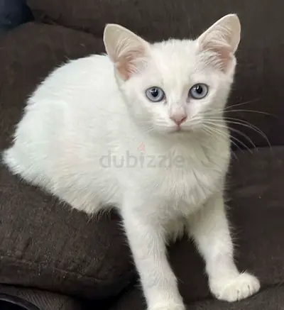 Pet free for adoption