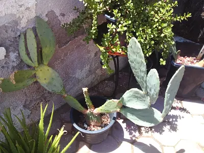 Cactus plant - big