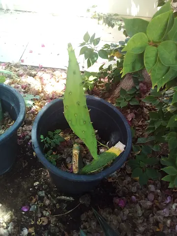 Cactus plan - small