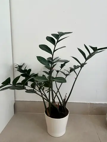 Plant