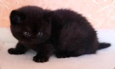 Cats for adoption Scottish fold