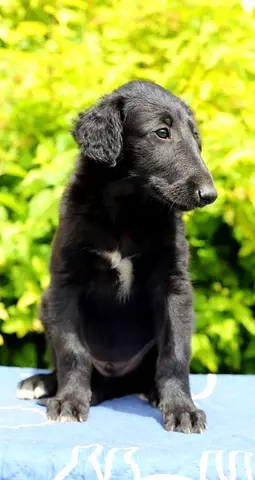 Puppy