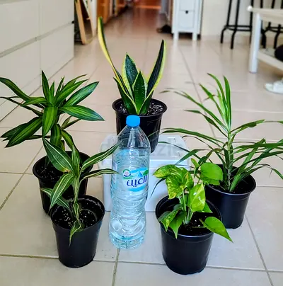 Small indoor houseplant bundle — 5 potted plants (snake plant, pothos, dracaena)