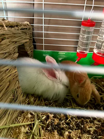 Rabbits for Adoption