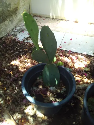 Cactus plan - small
