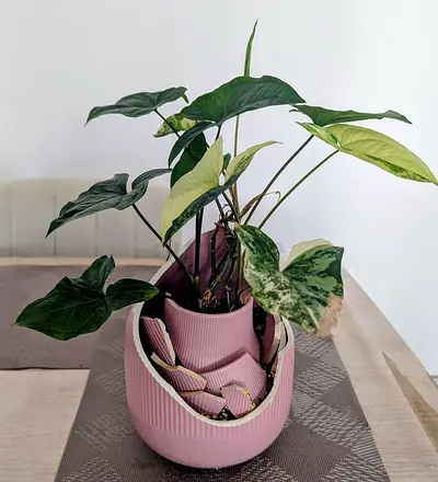 Rare plant 1( syngonium Albo)