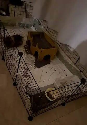 Guinea pig cage