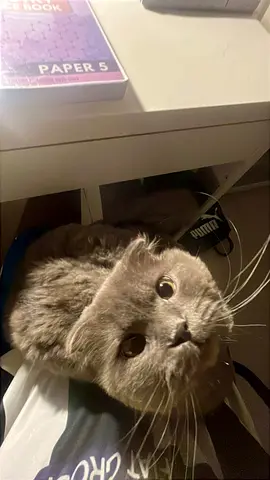 Friendly Scottish Fold cat looking for rehome