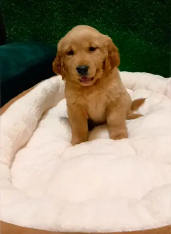 Golden retriever puppys