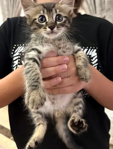pets