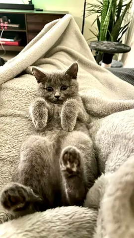 Pet