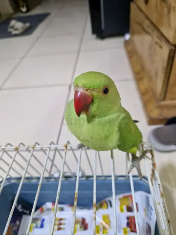Ring neck parrot