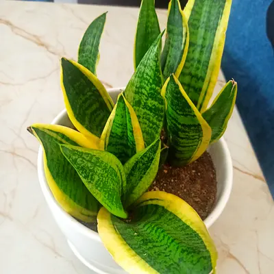 Sansevieria (Snake Plant) Healthy in an Elegant white pot.