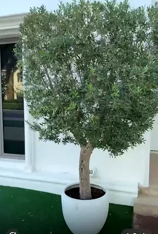 Mature Olive Tree in White Ceramic Pot — Ready for Indoor/Outdoor Use