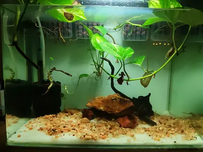 Fish tank for sale with free betta fish