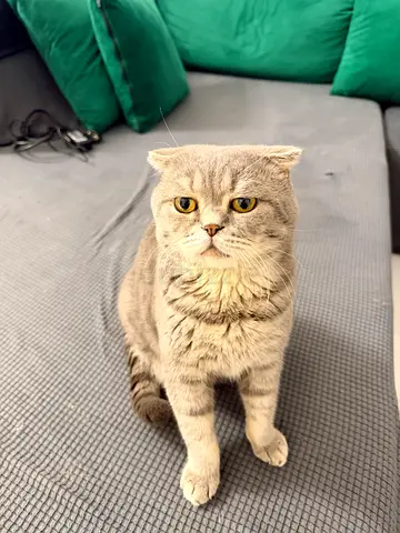Scottish fold grey cat male