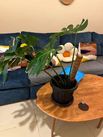 Healthy Monstera (Swiss Cheese Plant) on Moss Pole in Pot