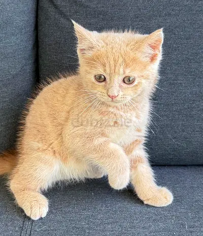 Adorable British Shorthair Kitten