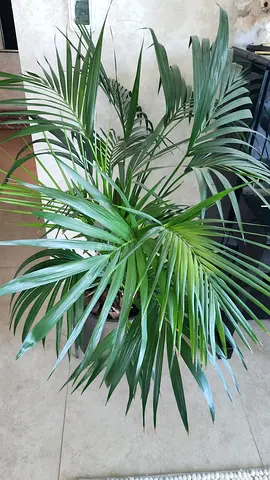 Large Indoor Palm in Modern Metal Planter - Ready to Move