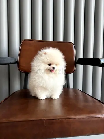 Adorable Pomeranian Puppy Healthy and Playful Ready for a Loving Home.