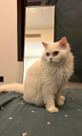 White longhair cat available for adoption — friendly and calm