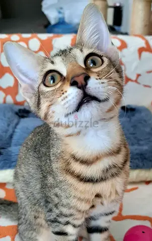 🐾 Meet rescue kitten Baby Adam – Looking for His Forever Home ❤️