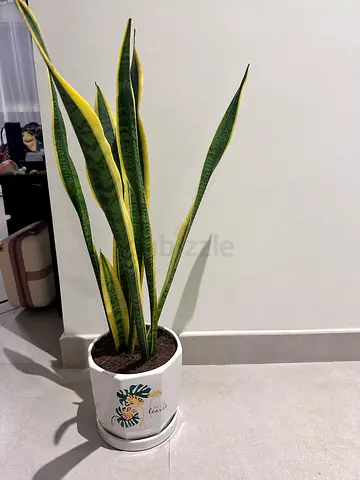 Sansevieria (Snake Plant), aloe Vera plant in Decorative Pots