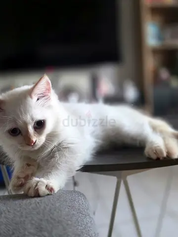 Pet kitten for adoption