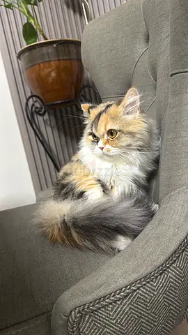 Shirazi cat
