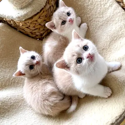 British shorthair kittens