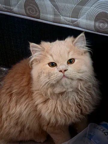 Long-haired cream Persian kitten - friendly and playful 7 months old.