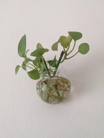 Fresh indoor plants
