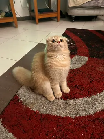 cats looking for a new home 🤍🤍