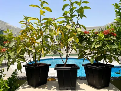 Three Outdoor Potted Orange Ixora Chinensis  - Healthy Garden Plants (Ideal for Patio)