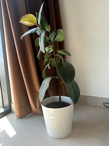 Plants
