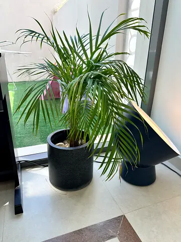 Areca Palm in modern black ceramic pot