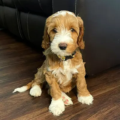 Adorable Cockapoo Puppy - friendly, vaccinated