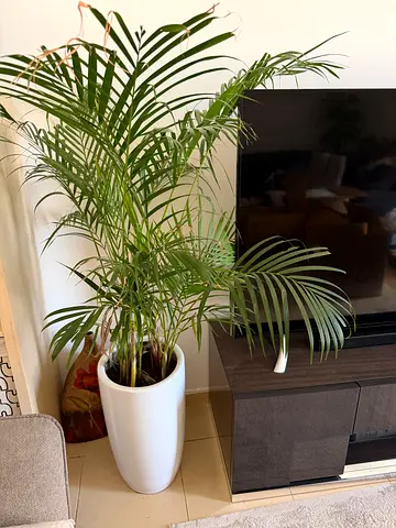 Indoor 2 palm plant in white ceramic pot - good condition. 600 both