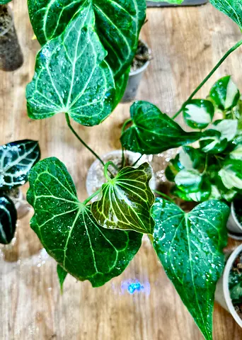 Anthurium Delta force. Aed450/-. Pickup near financial center metro station. Delivery can be arrang